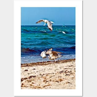 Seagulls screaming Posters and Art